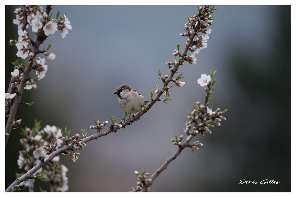 Moineau domestique (mâle)