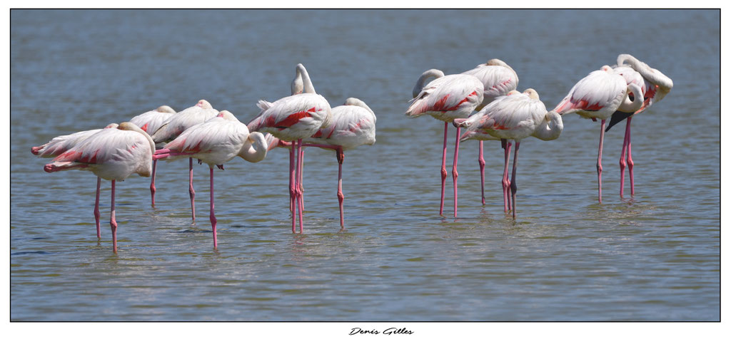 Flamant rose
