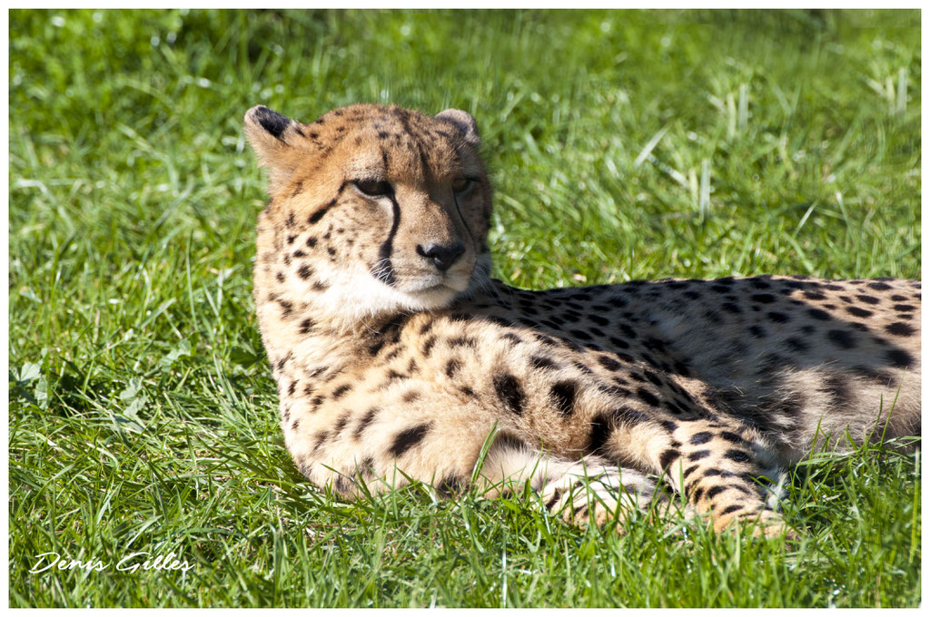 Guépard