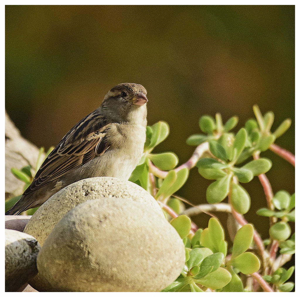 Moineau soulcie