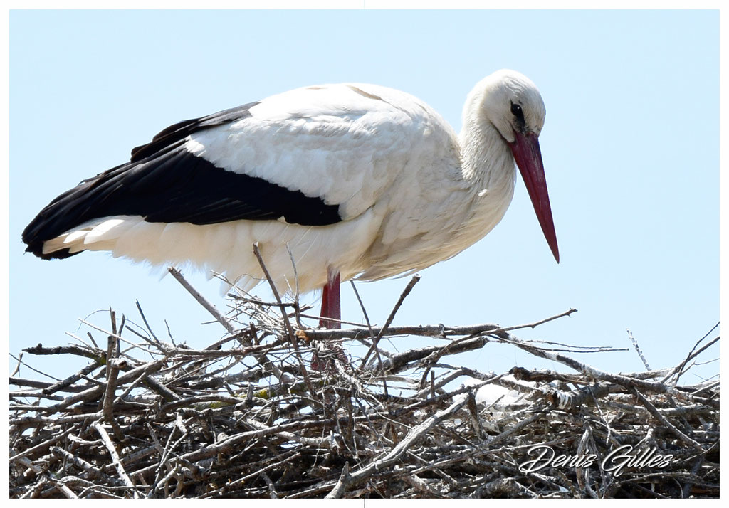 Cigogne
