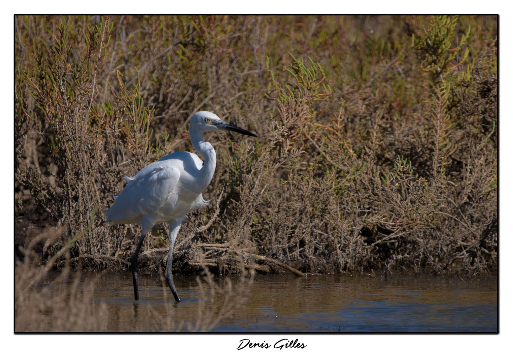 Grande Aigrette