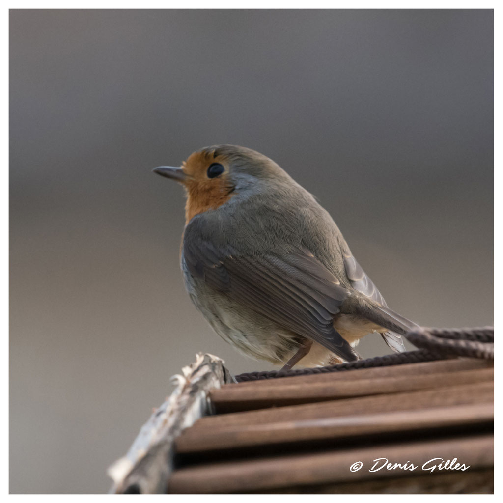 Rouge gorge