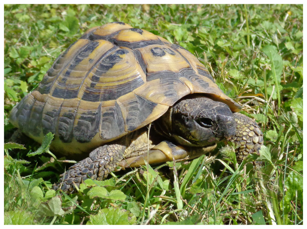 Tortue Hermann
