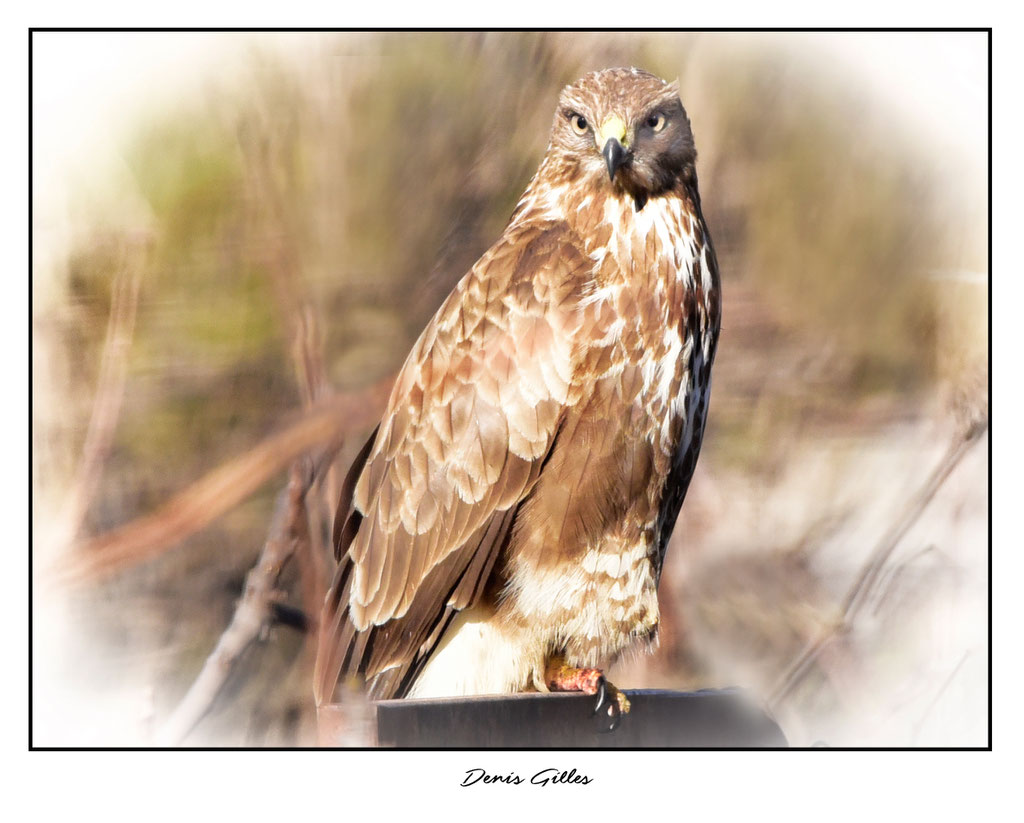 Buse variable