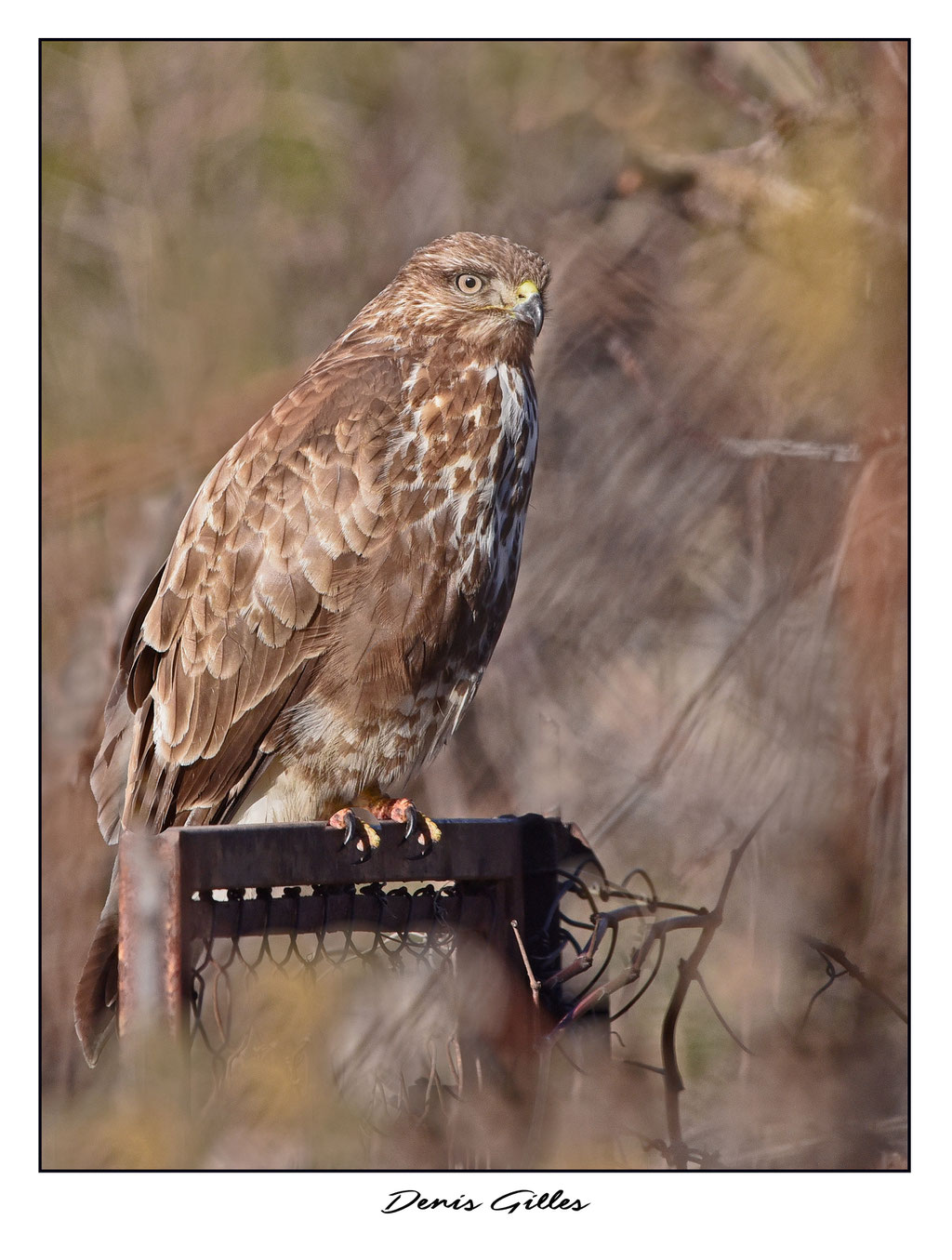 Buse variable