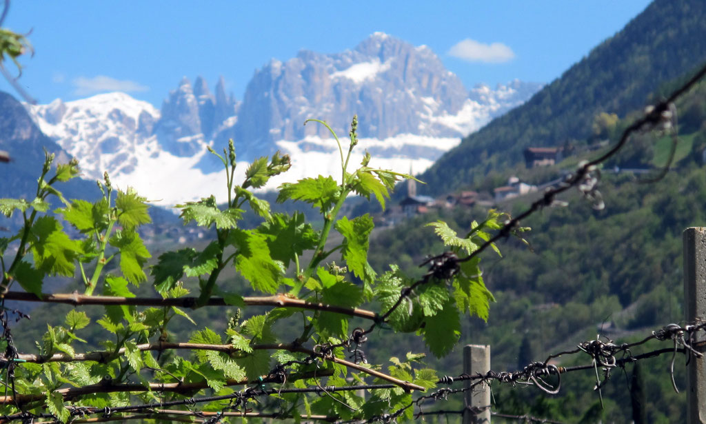 Austrieb am Pfannenstielhof mit Blick auf den Rosengarten