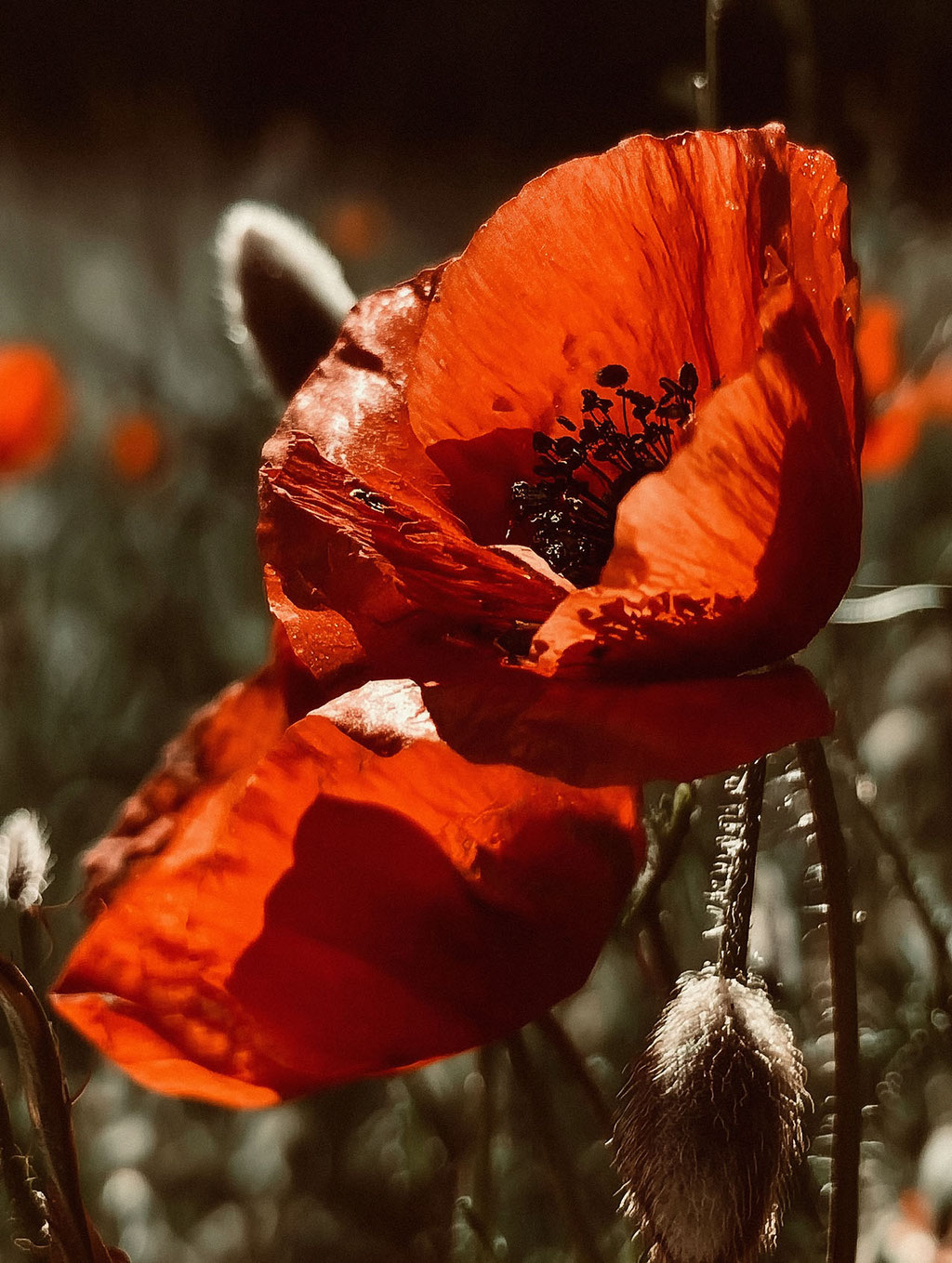 © Martin Boelt Photography