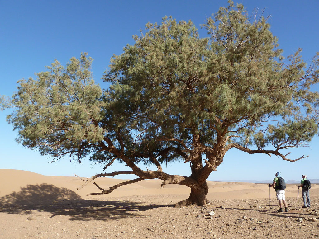 voyage désert maroc, trek désert maroc Mélodie du désert