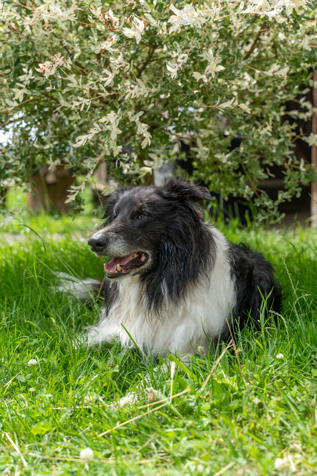 "Mailo" Ausgebildeter Flächensuchhund und Hofhund