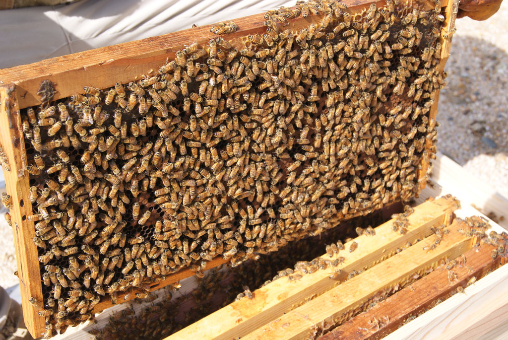西洋蜜蜂 種蜂販売