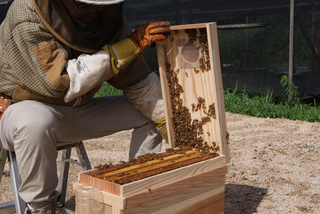 西洋蜜蜂 種蜂販売