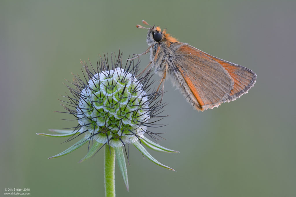 Braunkolbiger Braun-Dickkopffalter (Thymelicus sylvestris)