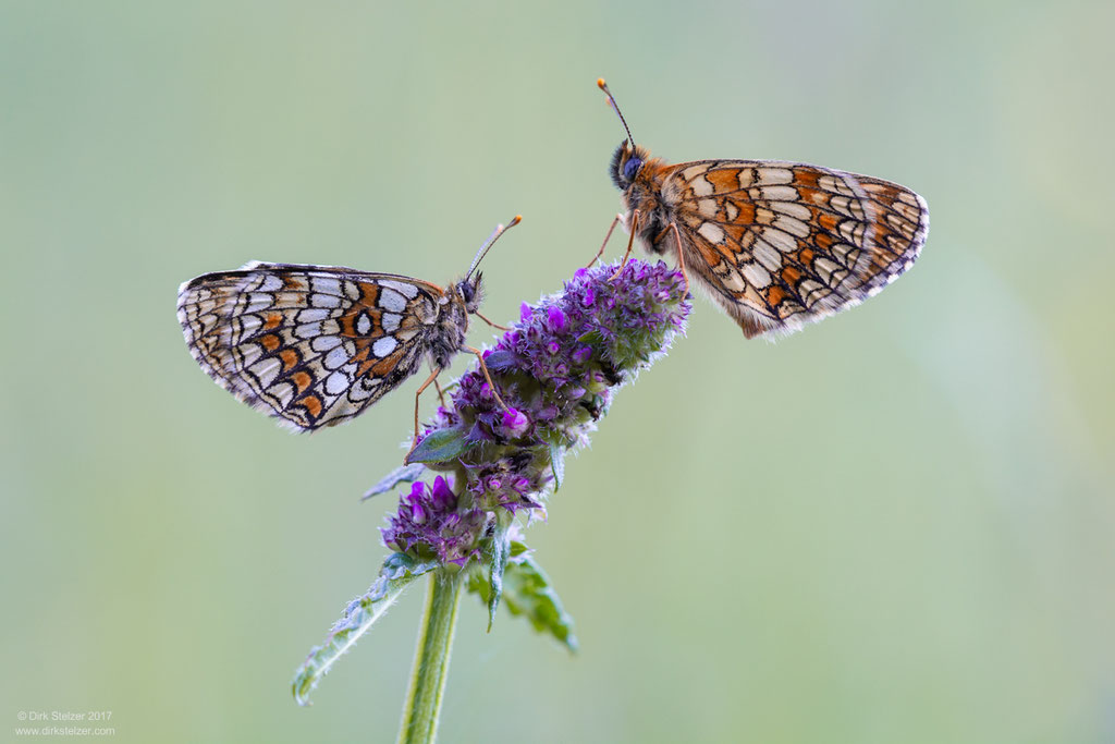 Wachtelweizen-Scheckenfalter (Melitaea athalia)
