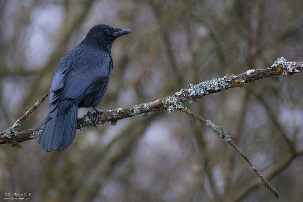 Rabenkrähe (Corvus corone)