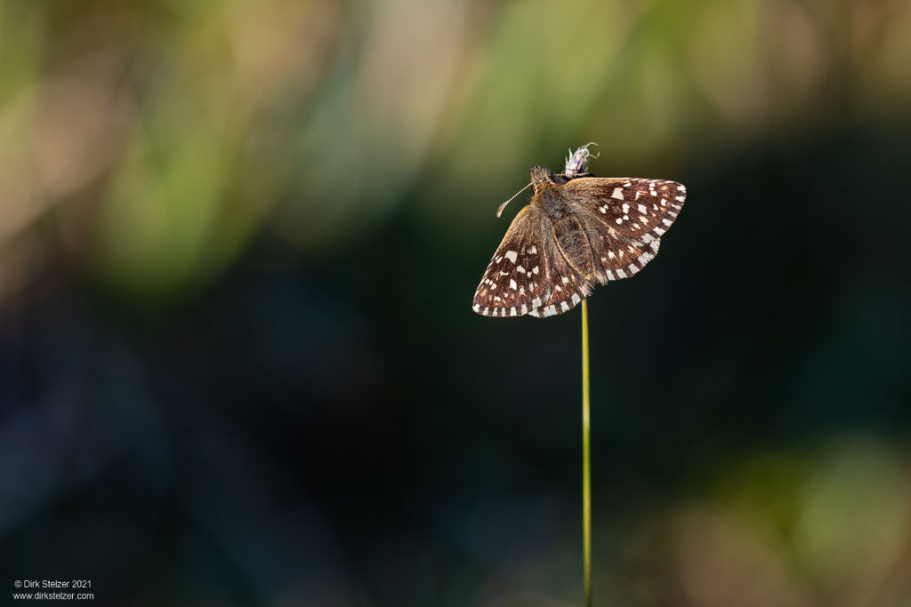 Kleiner Würfel-Dickkopffalter (Pyrgus malvae)