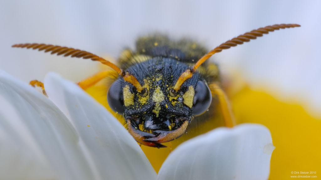 Blattwespe (Tenthredo omissa)