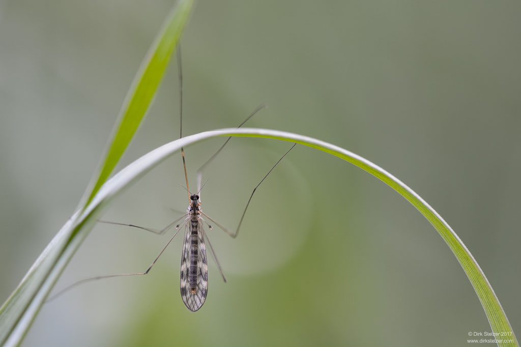 Stelzmücke (Limonia flavipes)