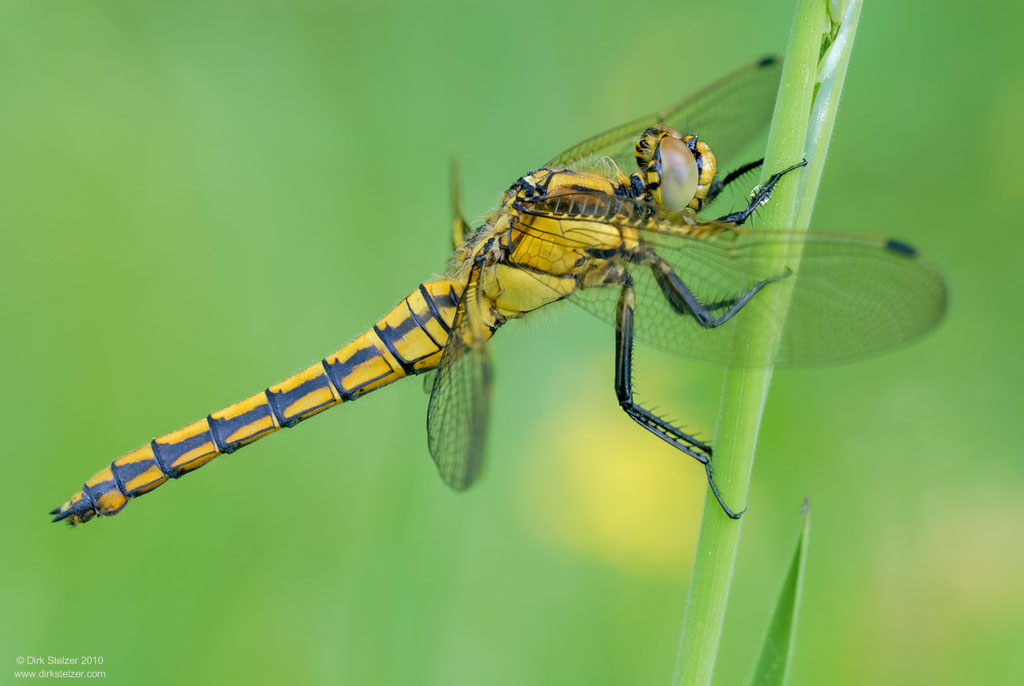 Großer Blaupfeil (Orthetrum cancellatum)