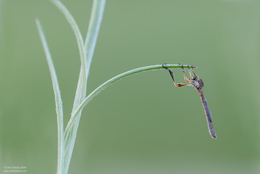 Gemeine Schlankfliege (Leptopgaster cylindrica)