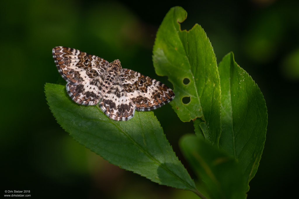 Fleckleib-Labkrautspanner (Epirrhoe tristata)