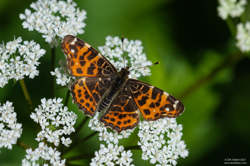 Landkärtchen (Araschnia levana) Frühjahrsform