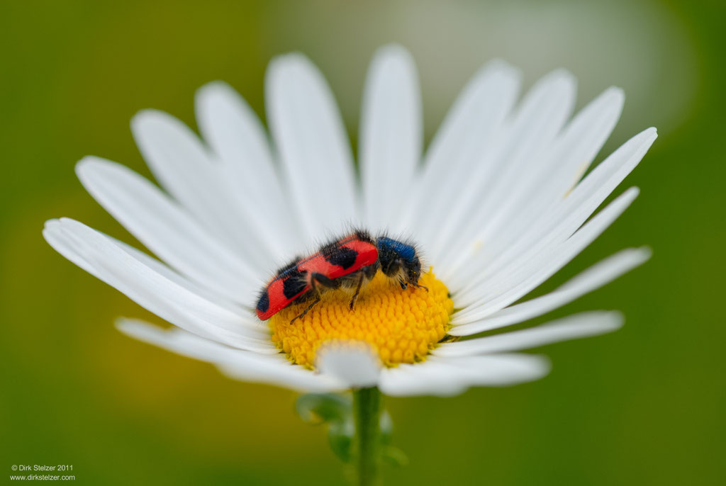 Zottiger Bienenkäfer (Trichodes alvearius)