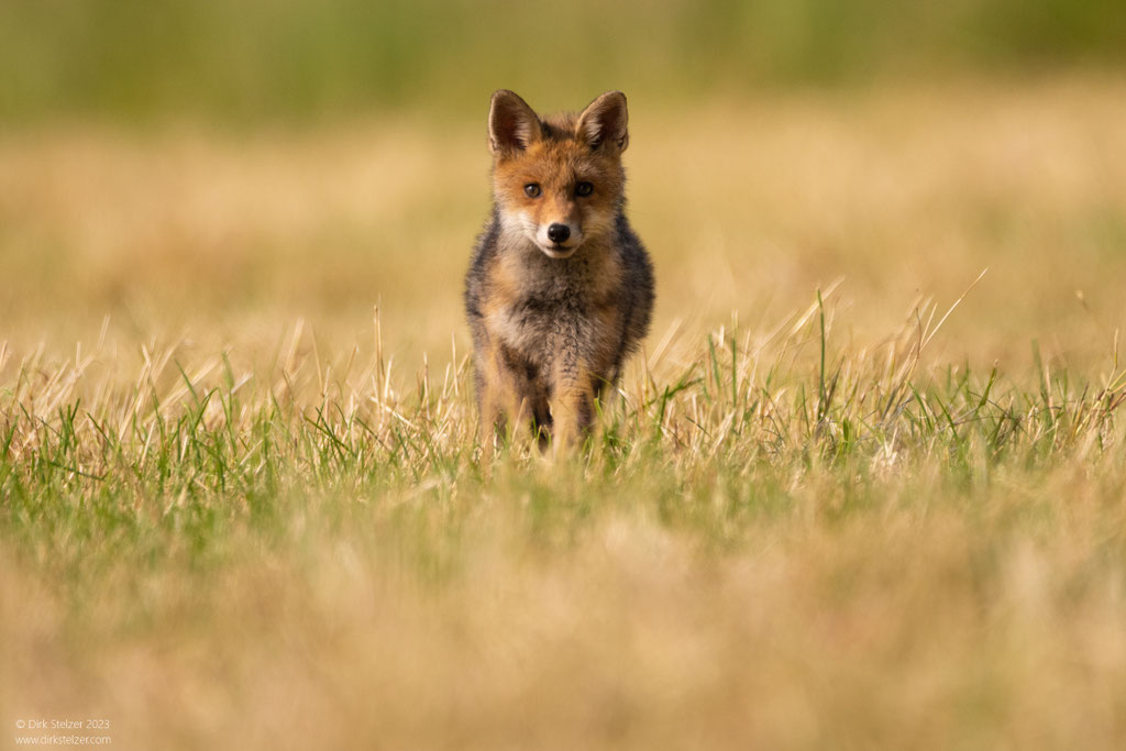 Rotfuchs (Vulpes vulpes)