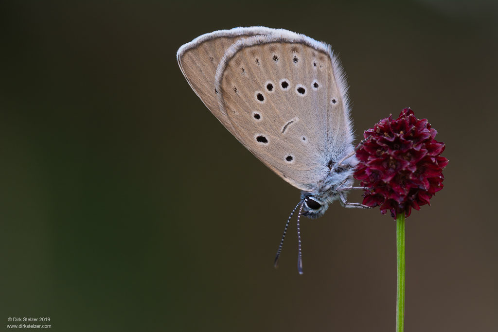 Heller Wiesenknopf-Ameisenbläuling (Maculinea teleius)