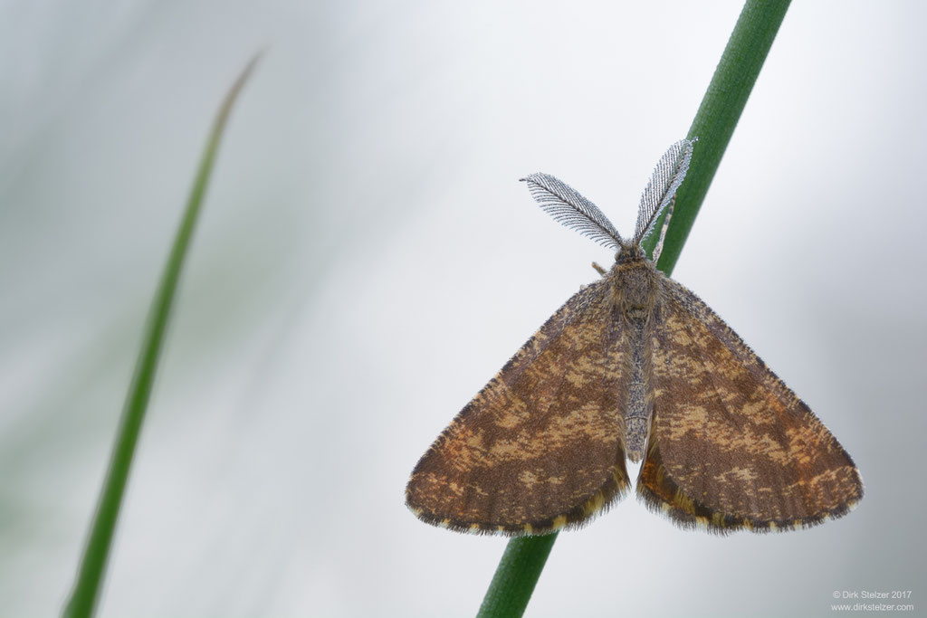 Heidespanner (Ematurga atomaria)