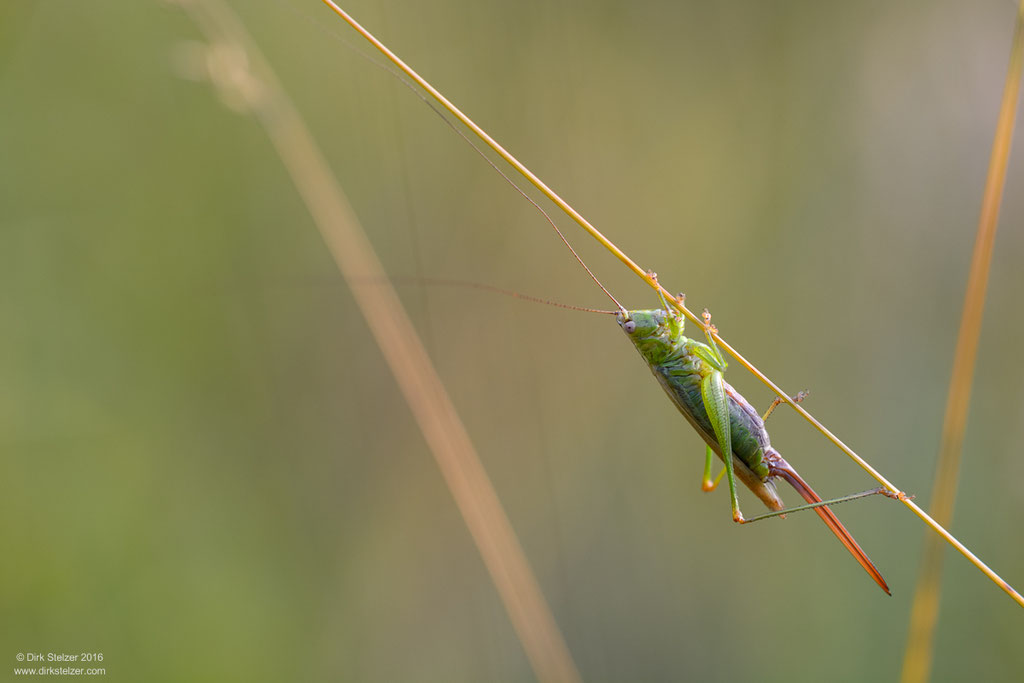 Langflügelige Schwertschrecke (Conocephalus discolor)