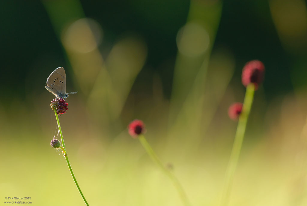 Dunkler Wiesenknopf-Ameisenbläuling (Maculinea nausithous)