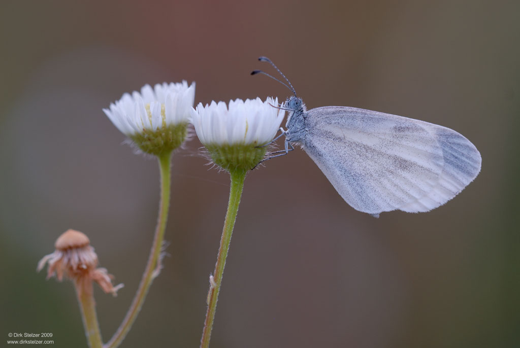Tintenfleck-Weißling (Leptidea sinapis)