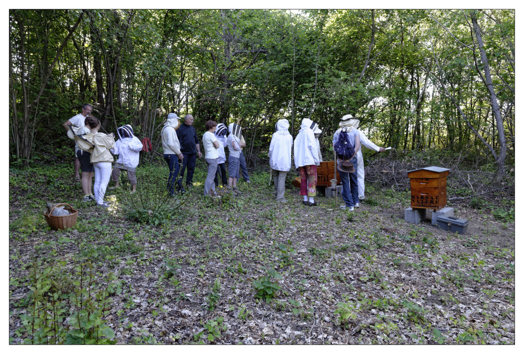 Animation observation des abeilles