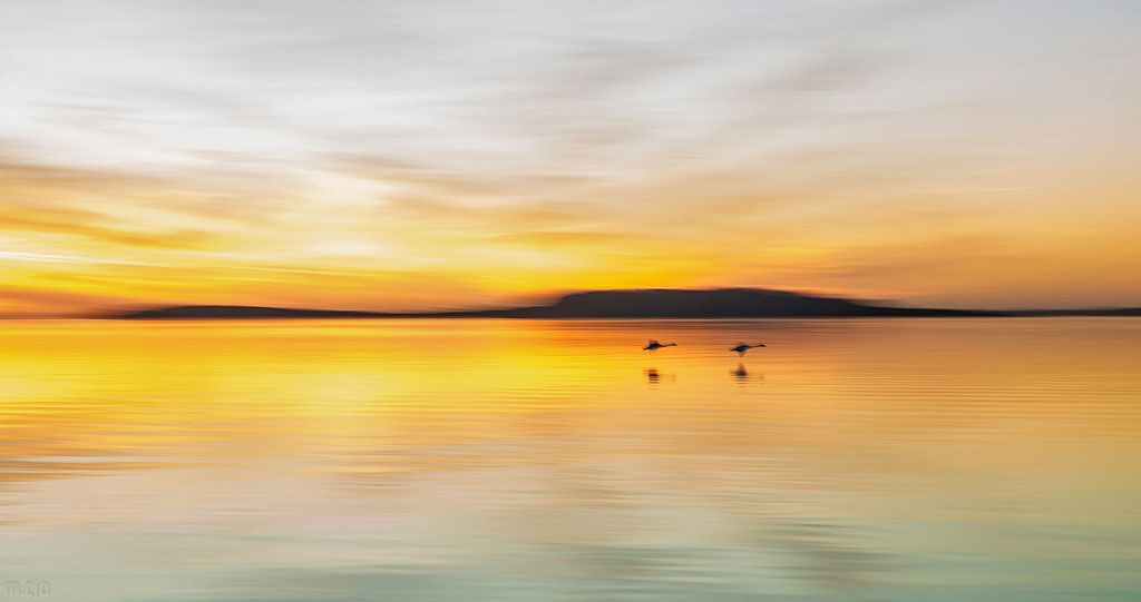 Fliegende Schwäne mit der Insel Vilm im Hintergrund
