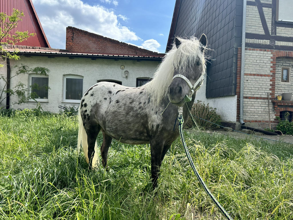 Vorbereitung Stutbuchaufnahme