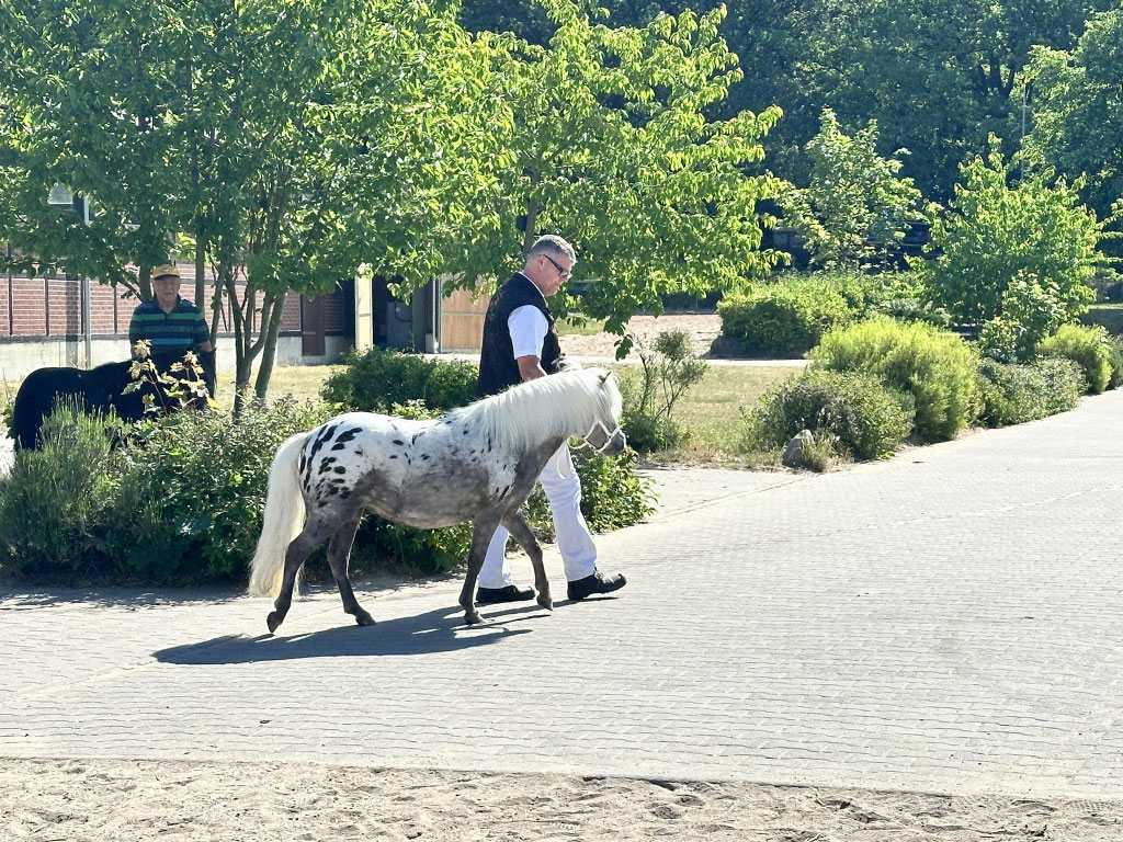 Stutbuchaufnahme Krumke
