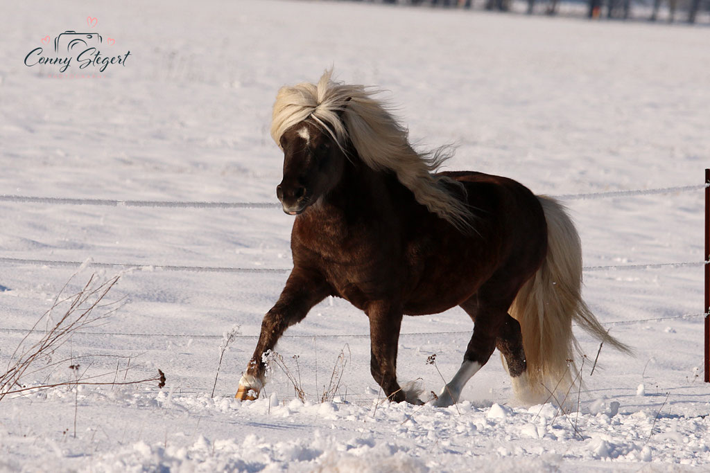 Mr. Flausch - PrH* FN Leistungshengst Coolstep Lloyd
