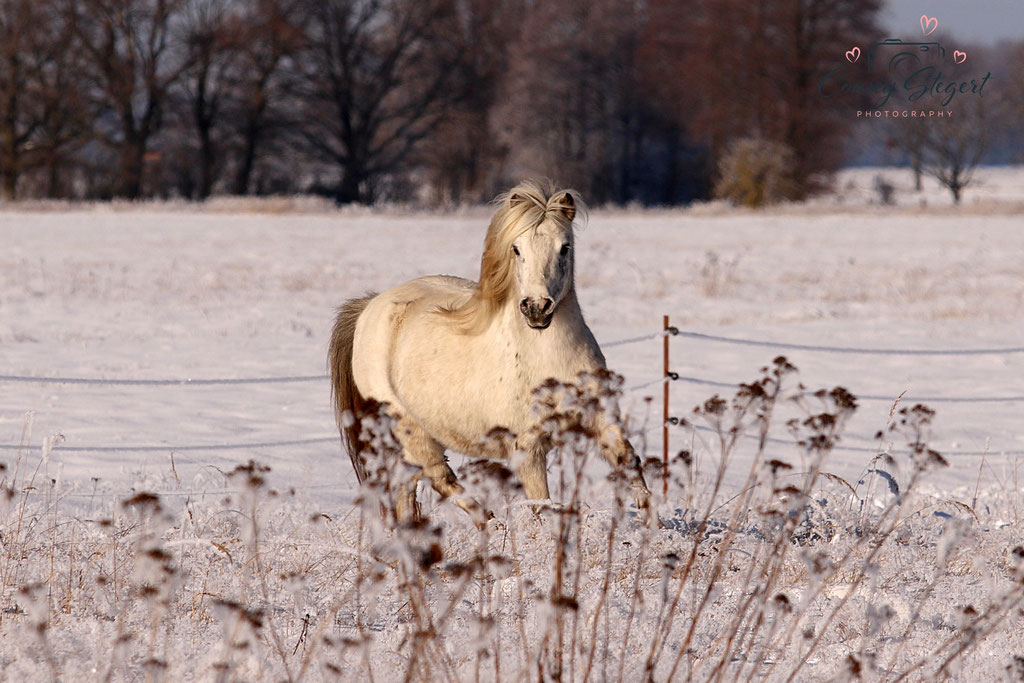StPrSt A Vaderhoeve´s Lexy