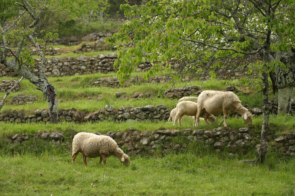 Ailhon © Simon BUGNON