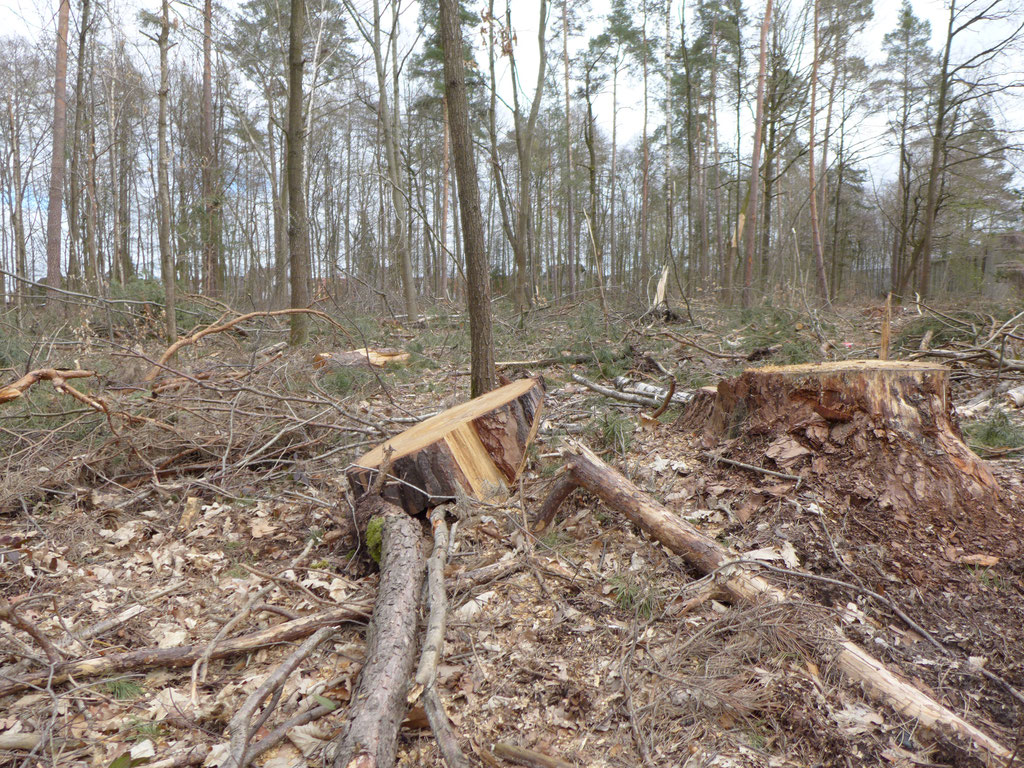 Bilder: H. Fahrnbauer