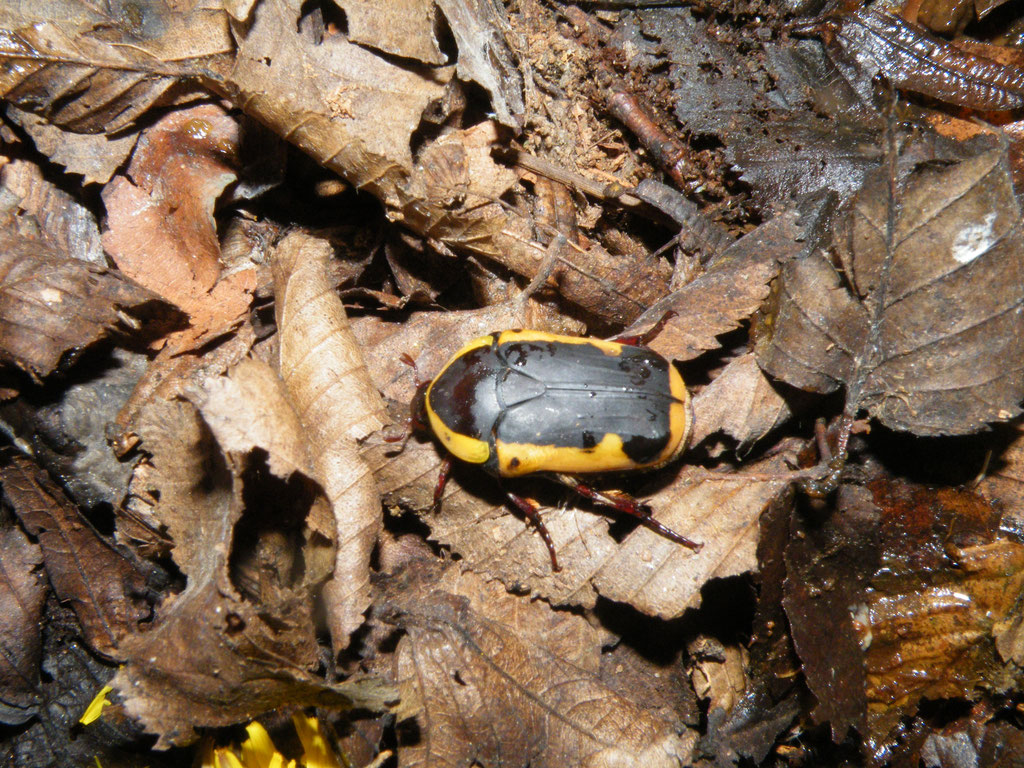 Rosenkäfer Pachnoda ephippiata