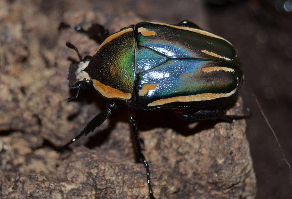 Rosenkäfer Dicronorhina crossbreed