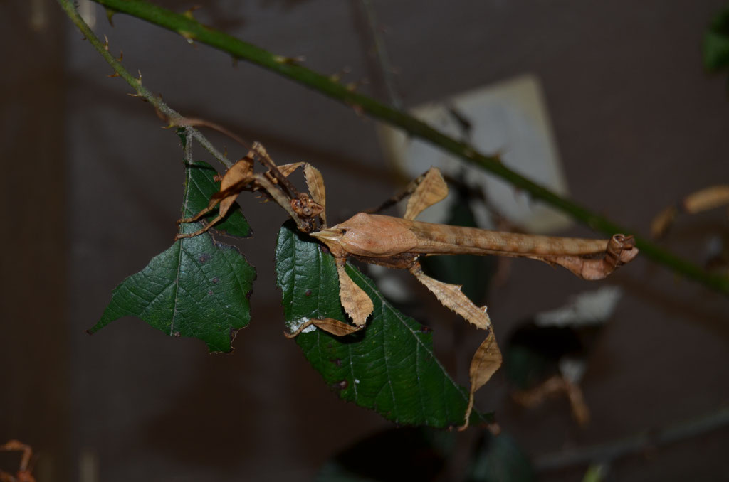 Australische Gespenstschrecke Extatosoma tiaratum