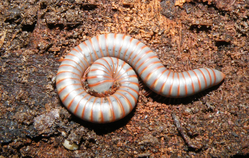 Tausendfüßer Tonkinbolus caudulanus