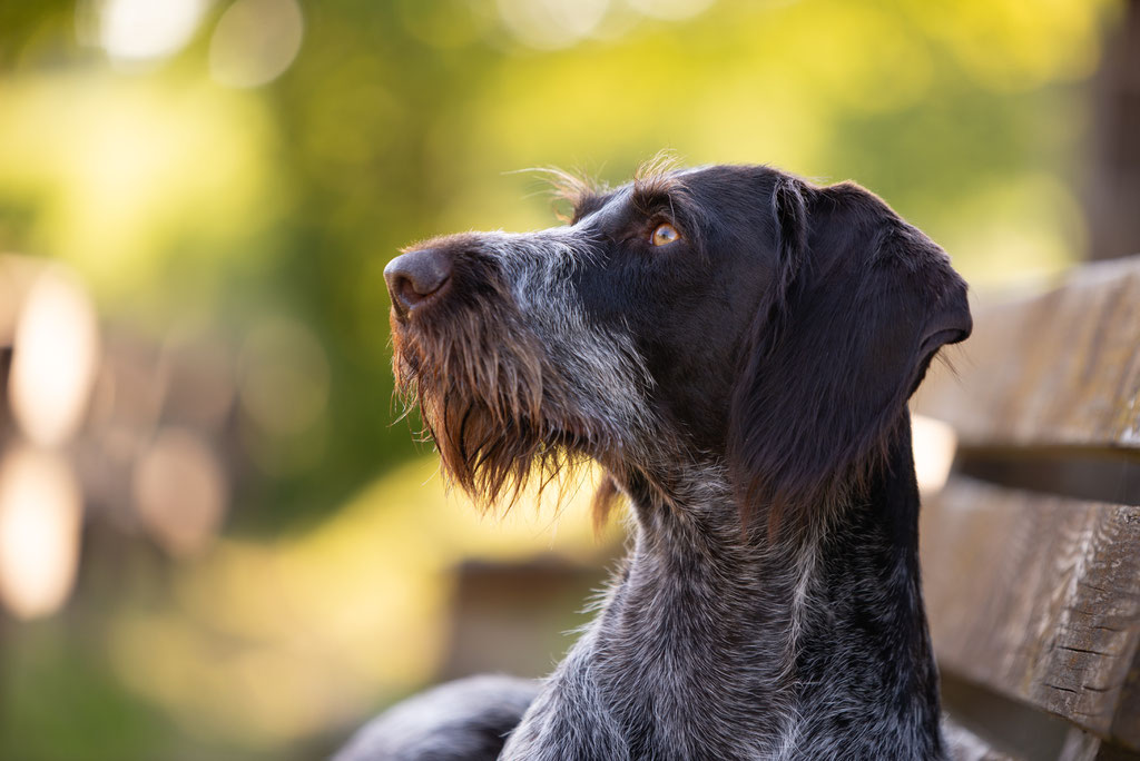 Deutsch Kurzhaar Hund in Weilburg
