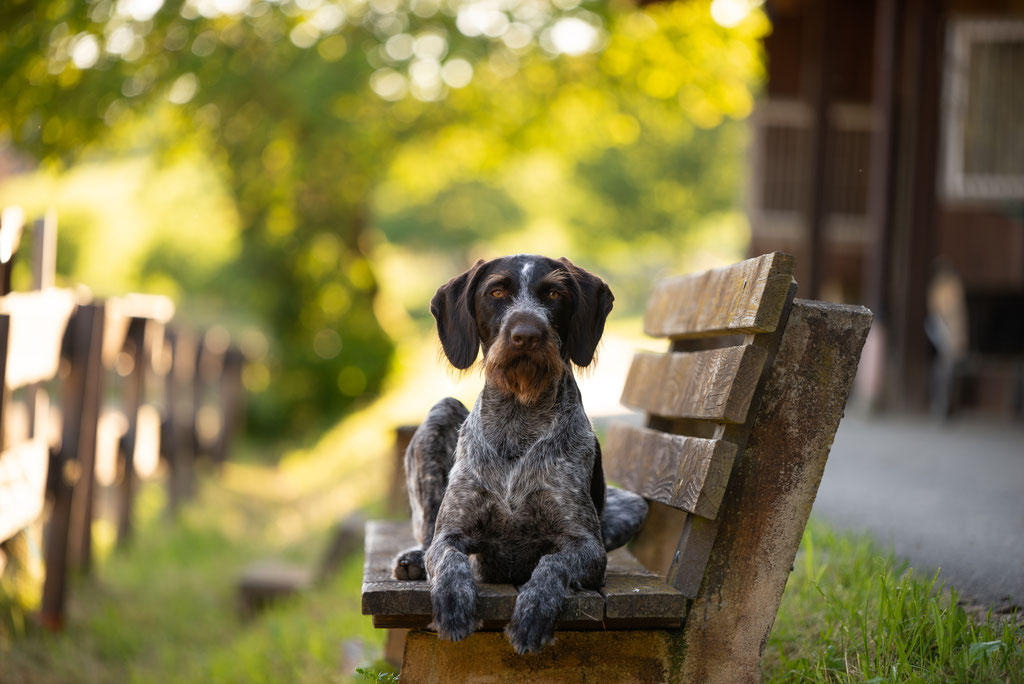 Deutsch Kurzhaar Hund auf dem Pferdehof