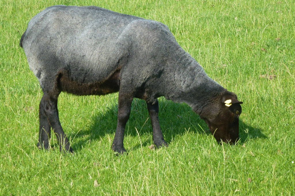 Bild: Schwarzes Schaf am grasen