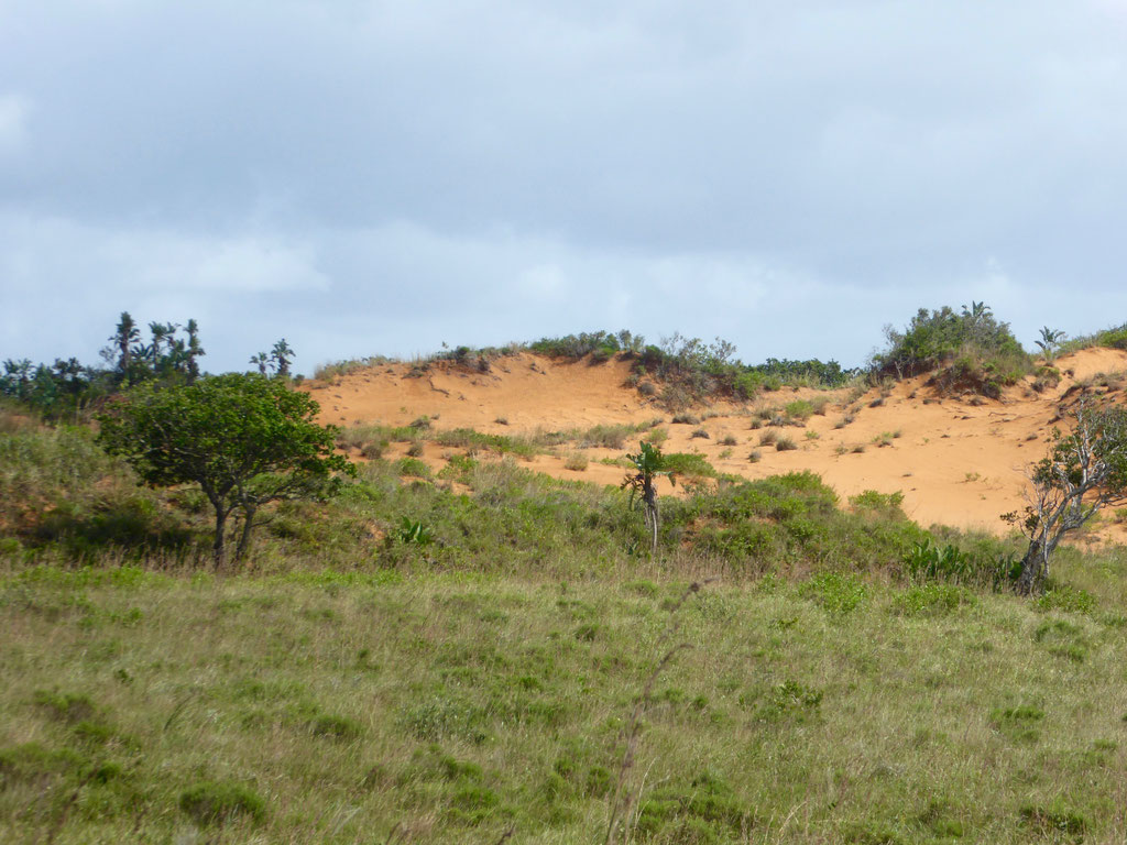 Bild: Die roten Dünen im Wetland Park