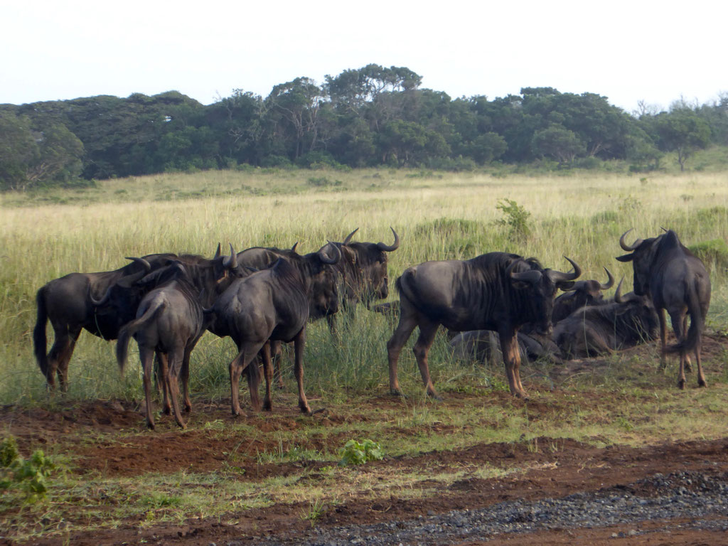 Bild: Gnu Herde 